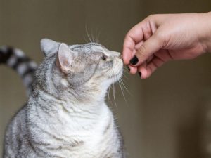 Cat sniffing hand