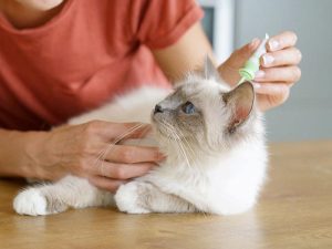 cat getting flea medication applied to back of neck