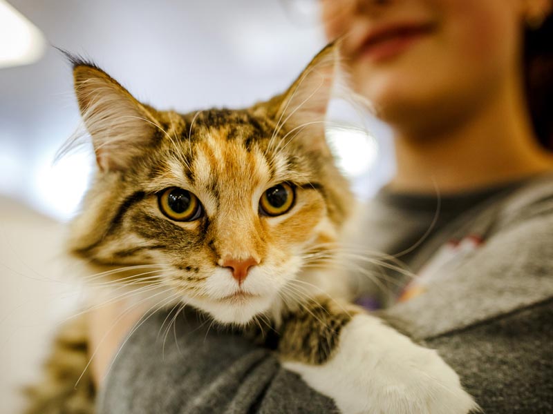 Ways to Help Shelters: Woman socializing cat