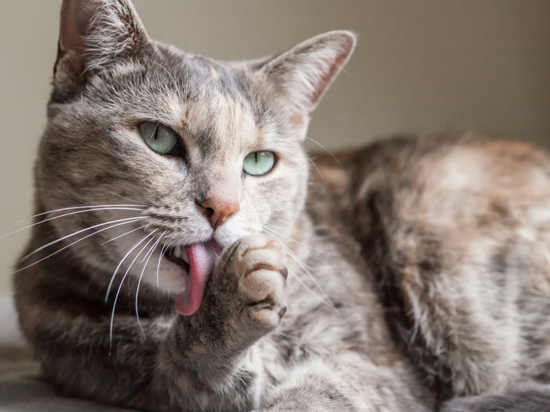 What causes hairballs? Cat licking paw.